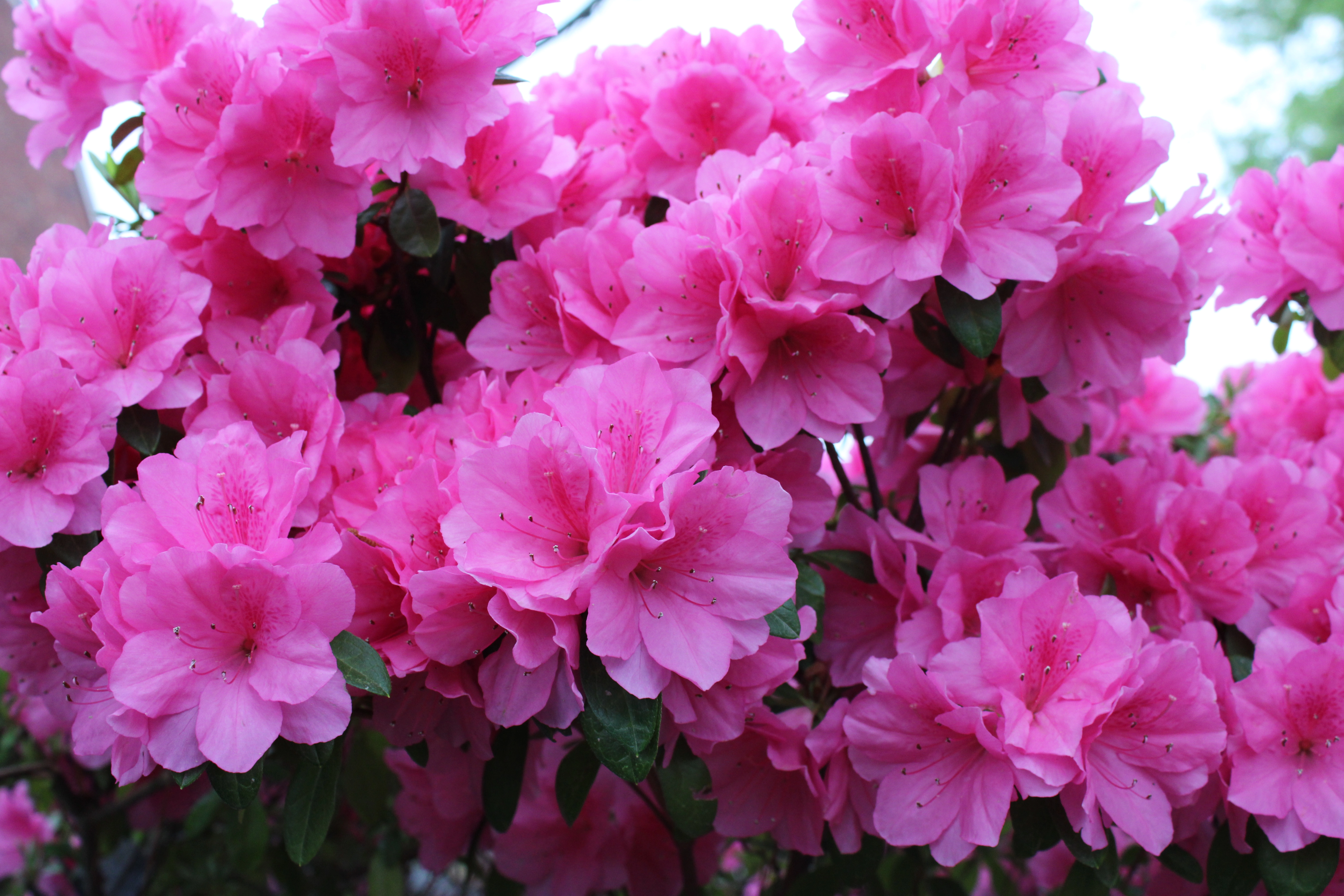 azaleas