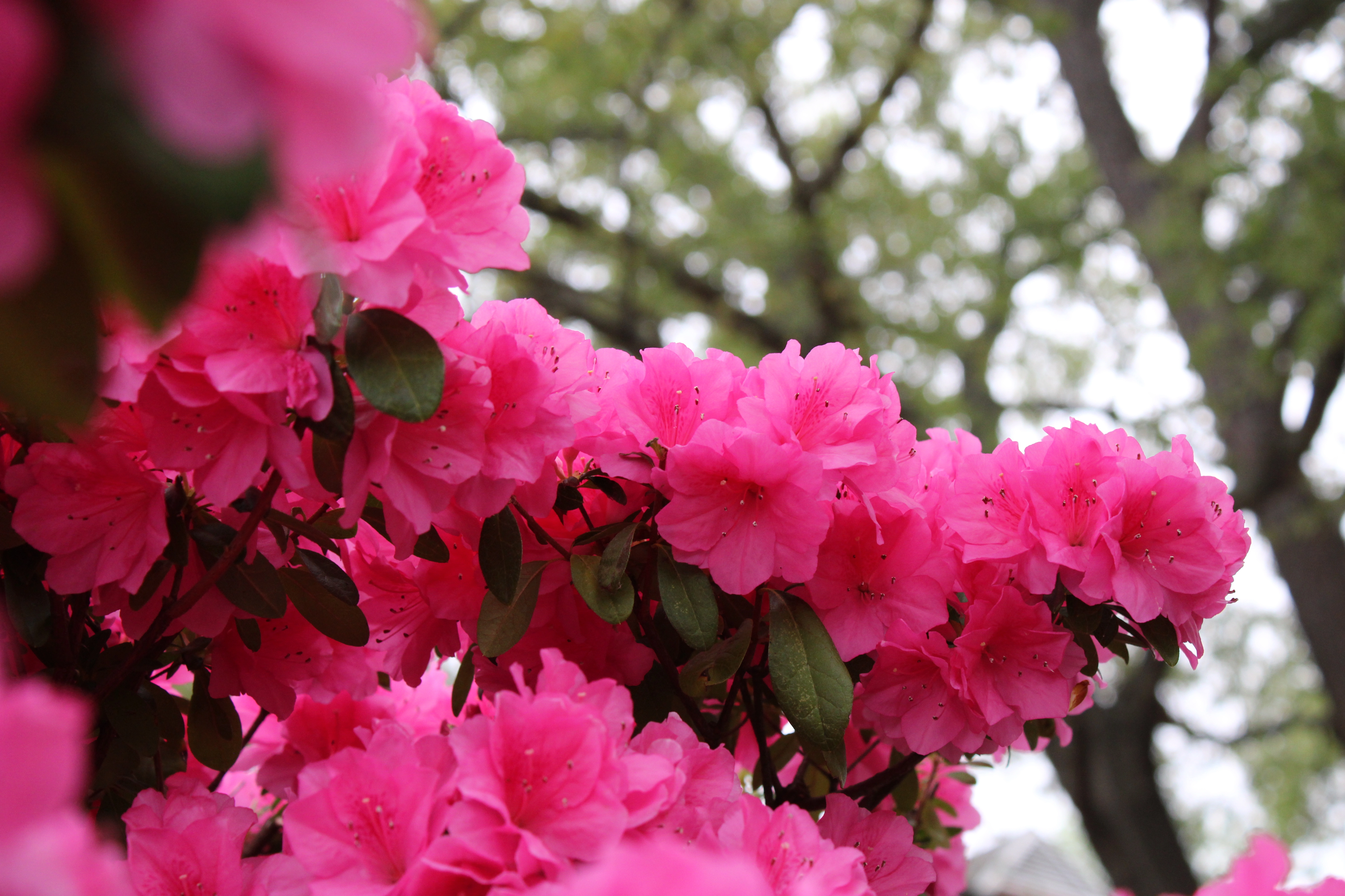 azaleas