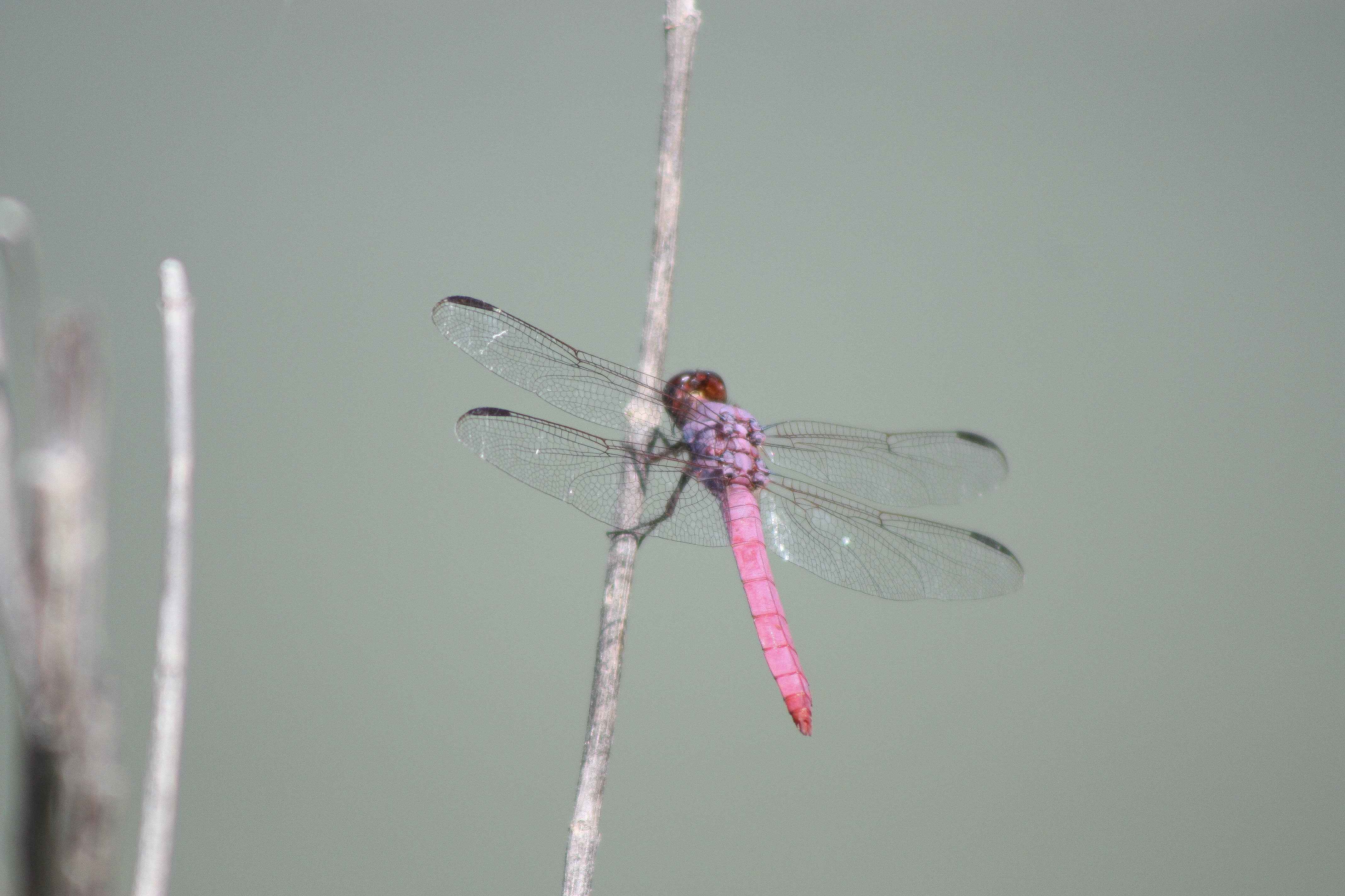 pink dragonfly