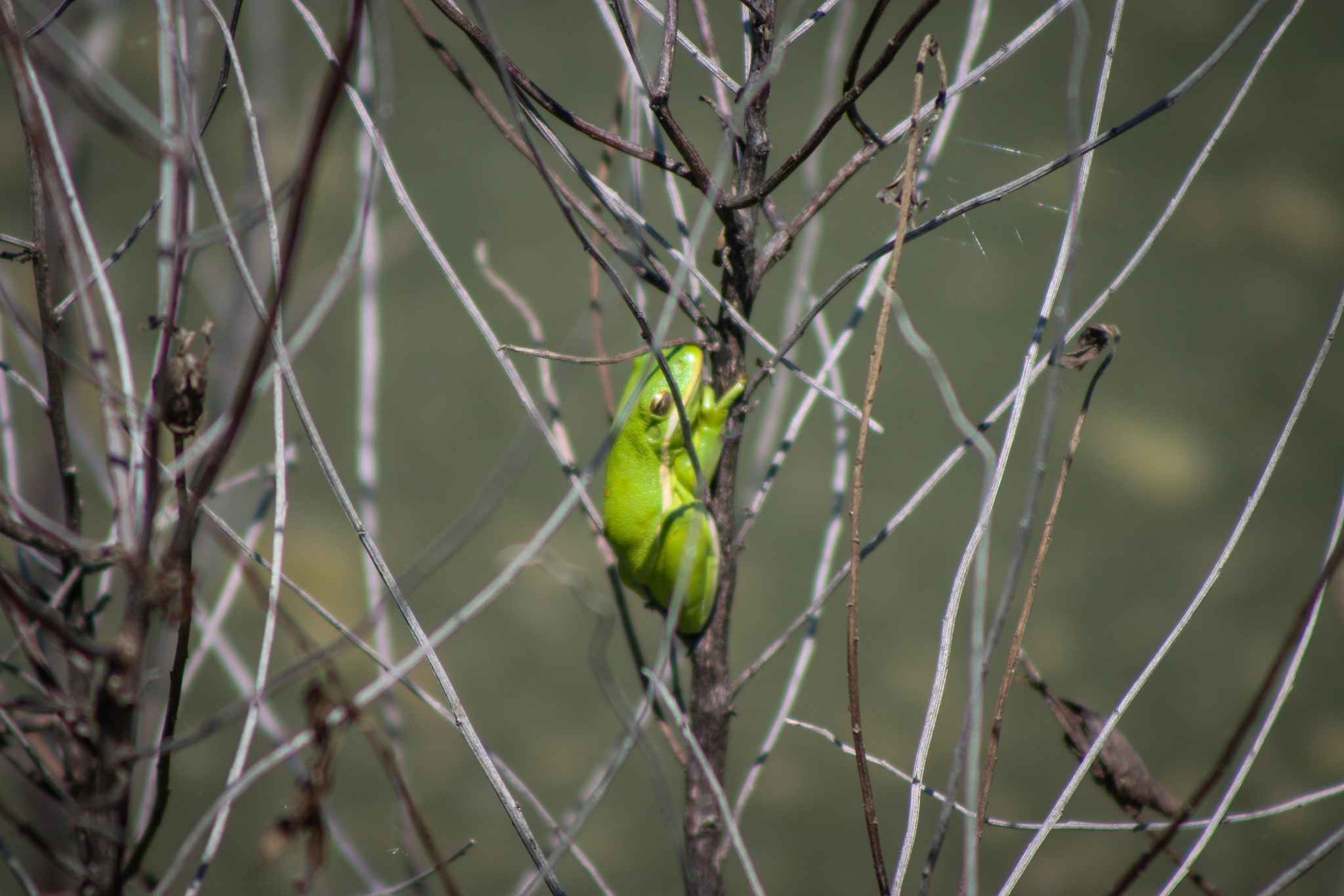 treefrog