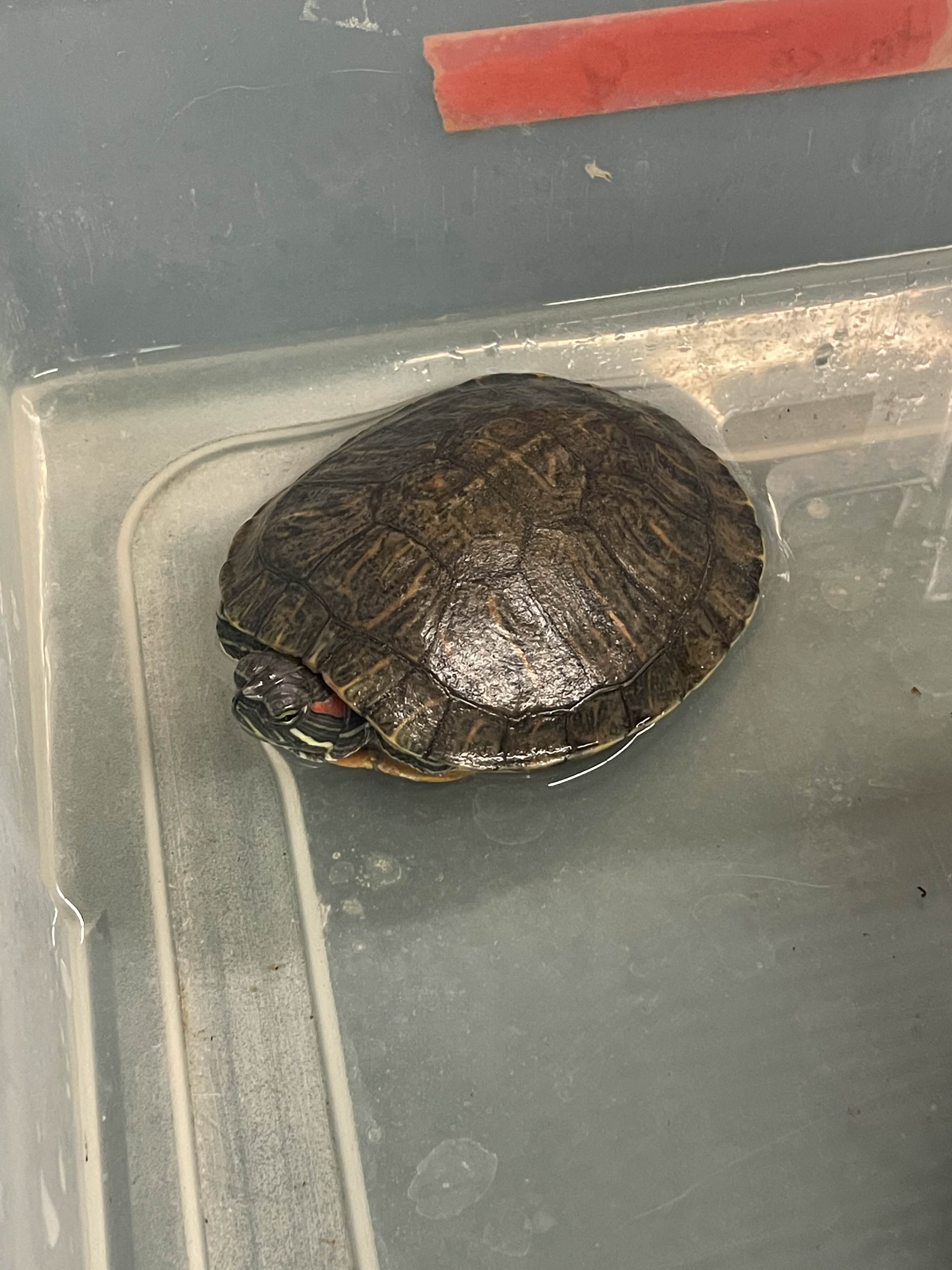 red earred slider