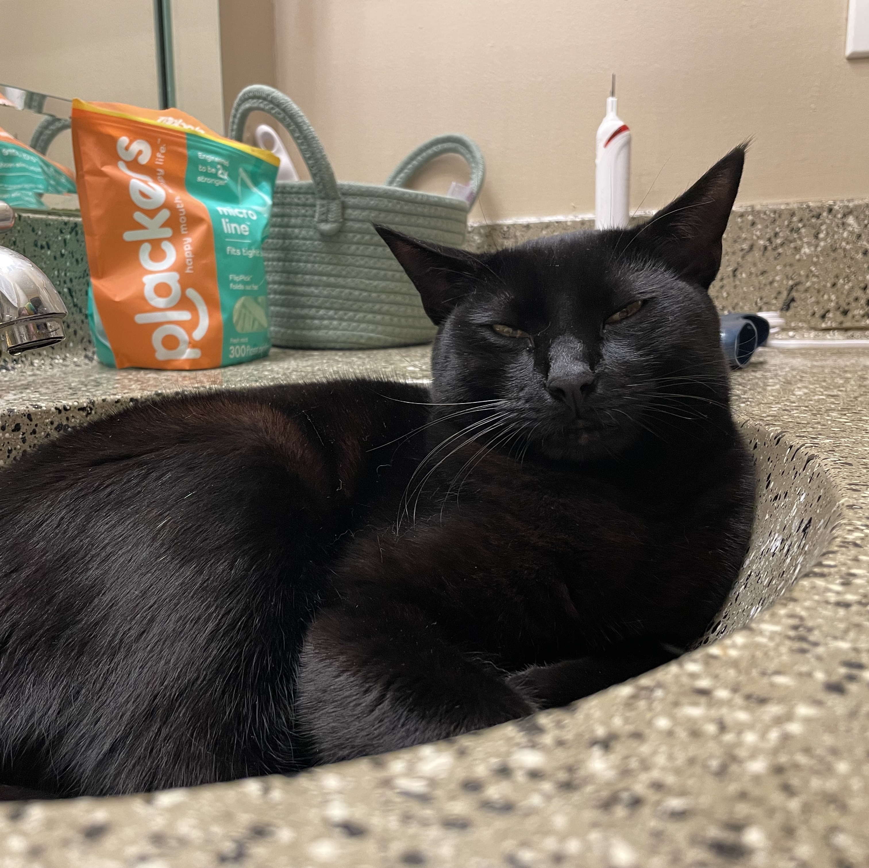 Black Cat in Sink