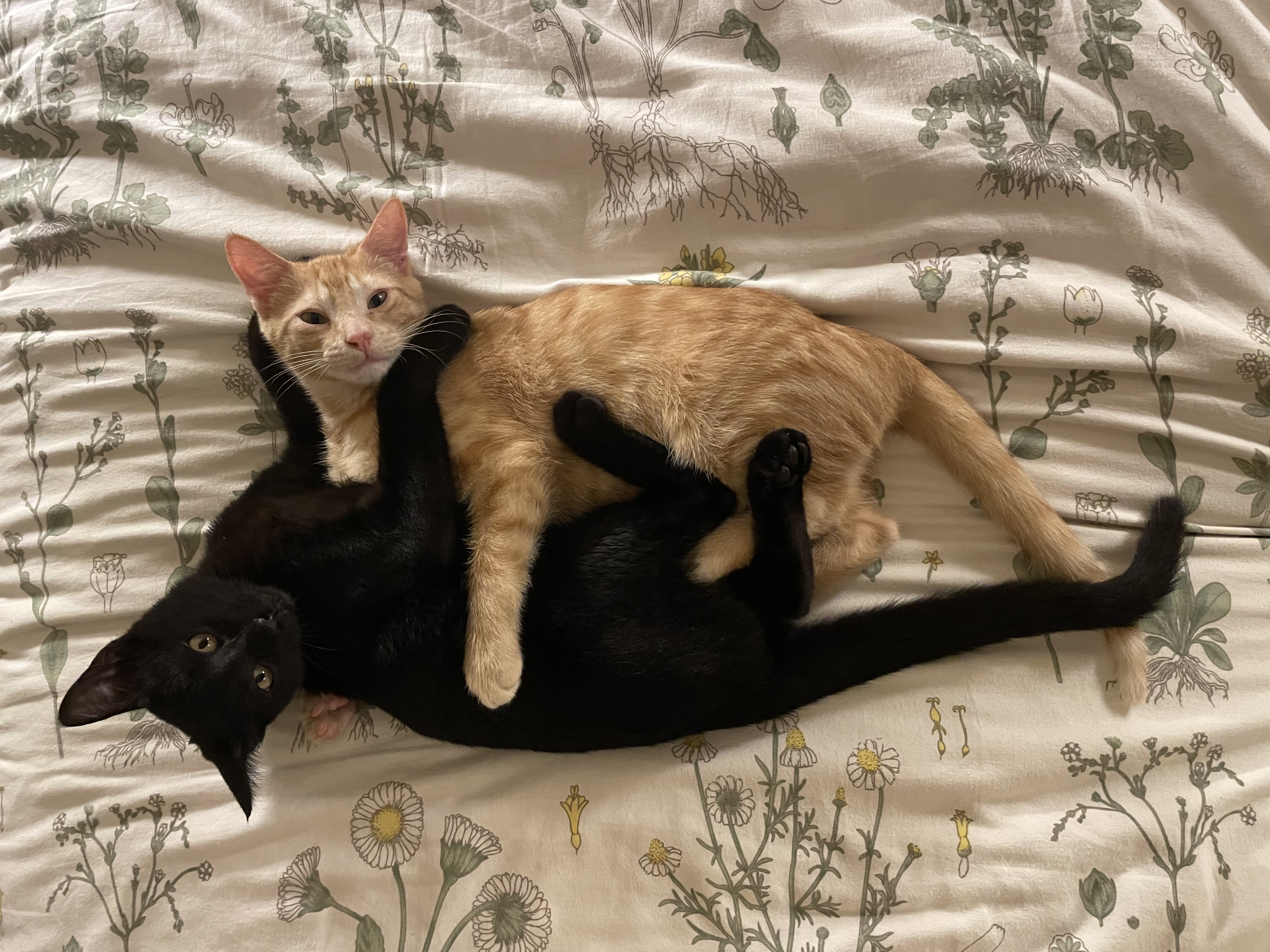 snugglepuddle