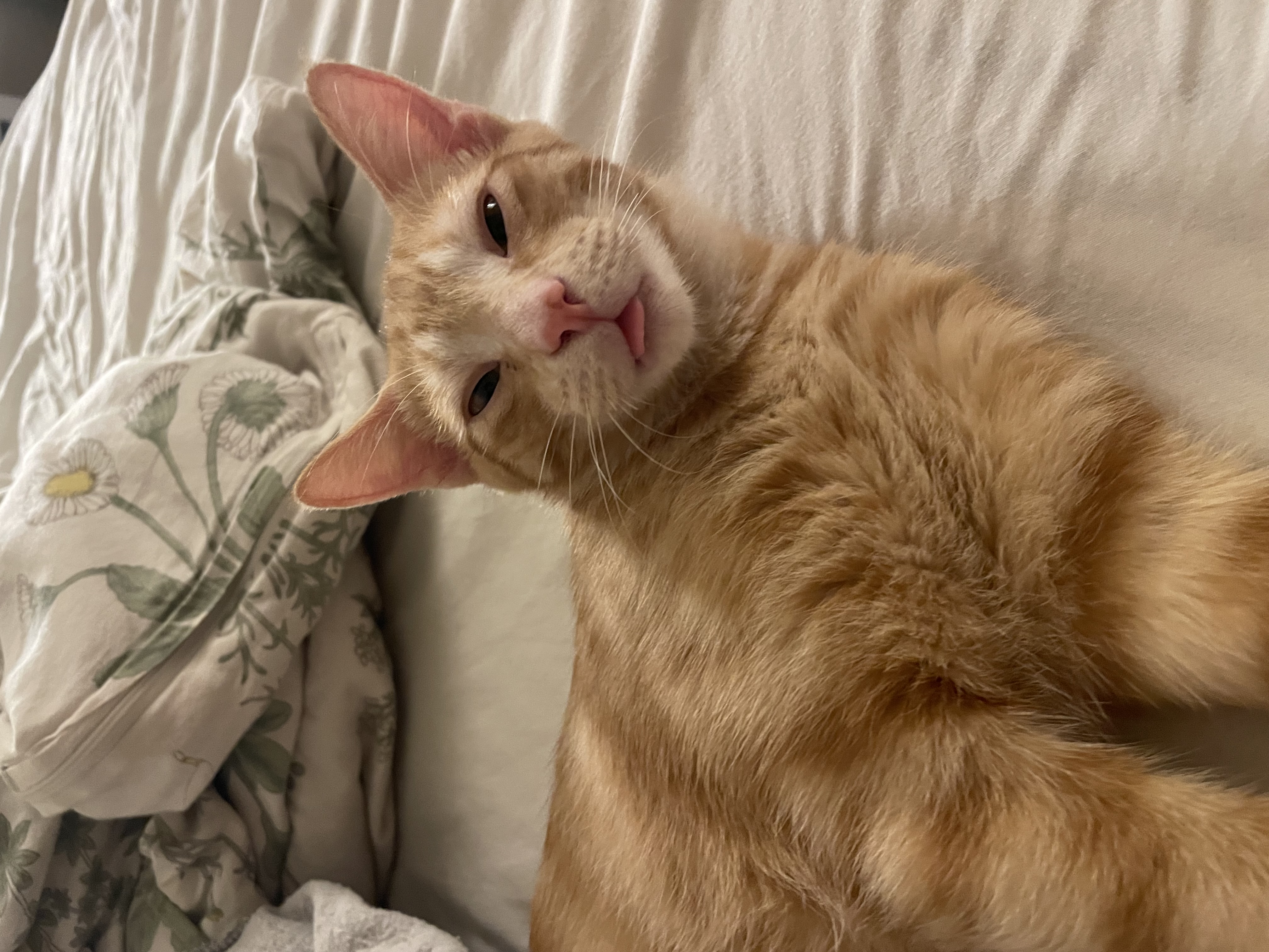 snugglepuddle