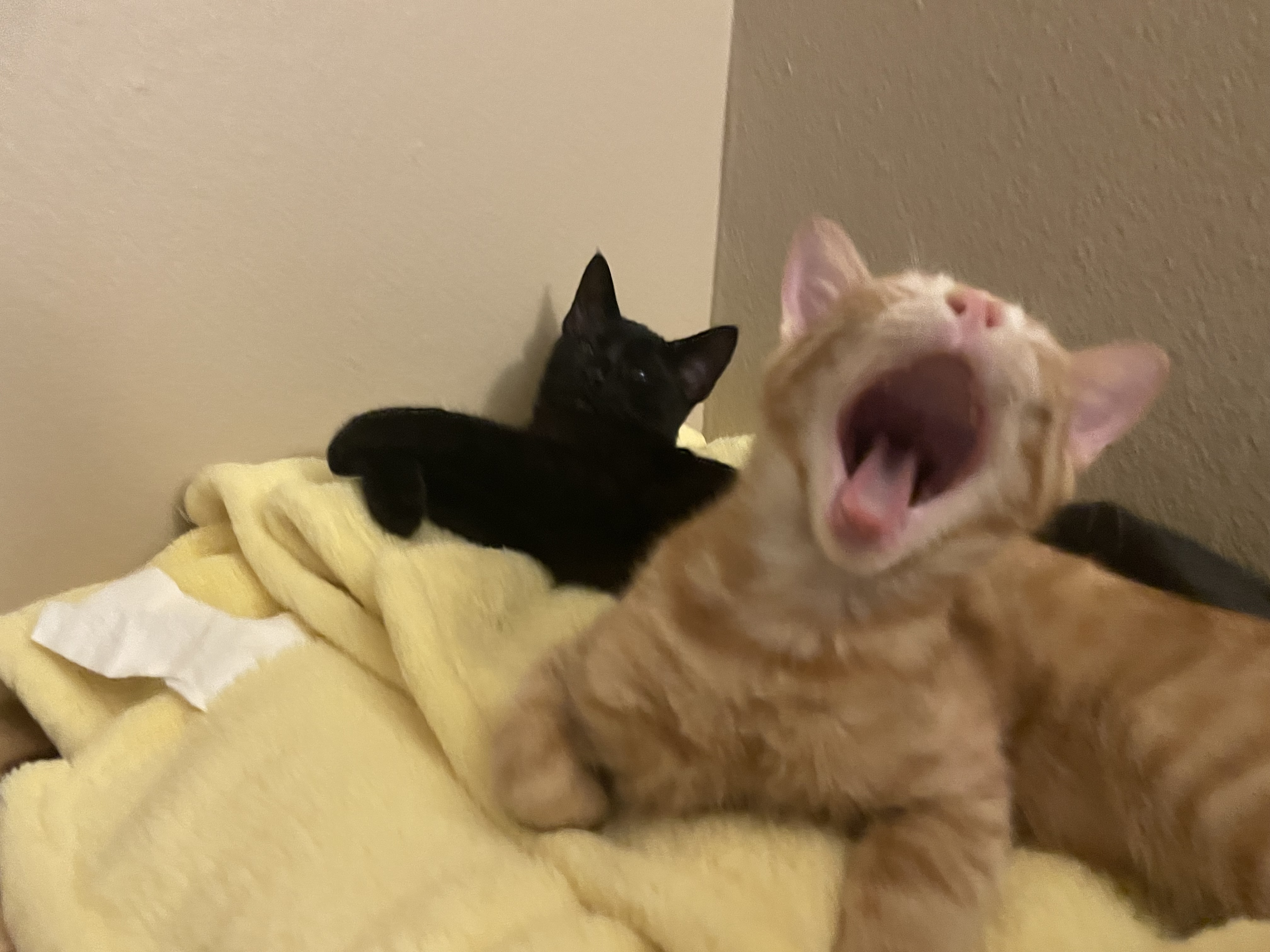 snugglepuddle
