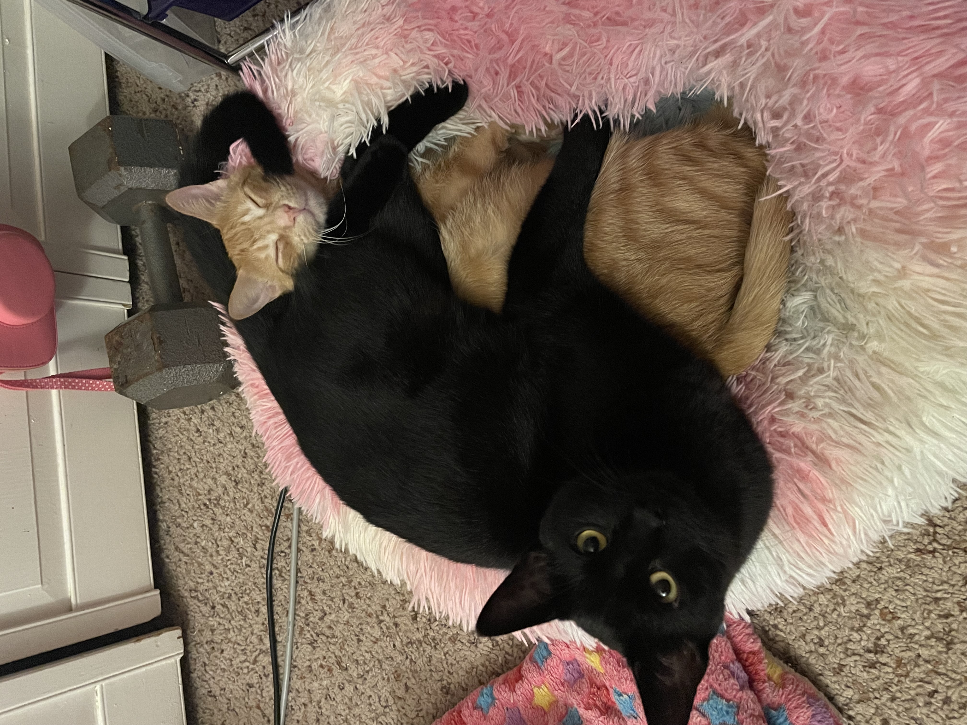snugglepuddle