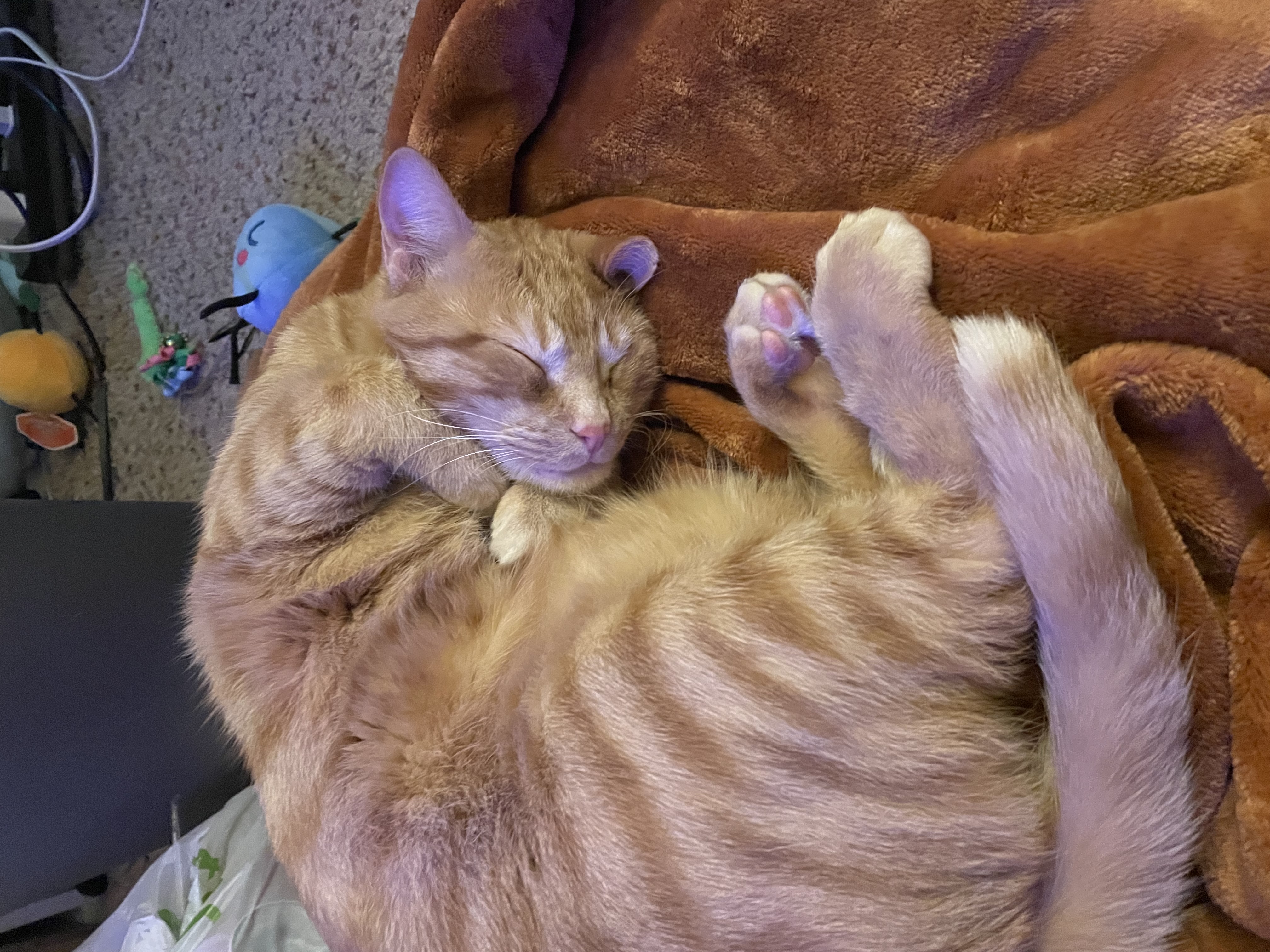 snugglepuddle
