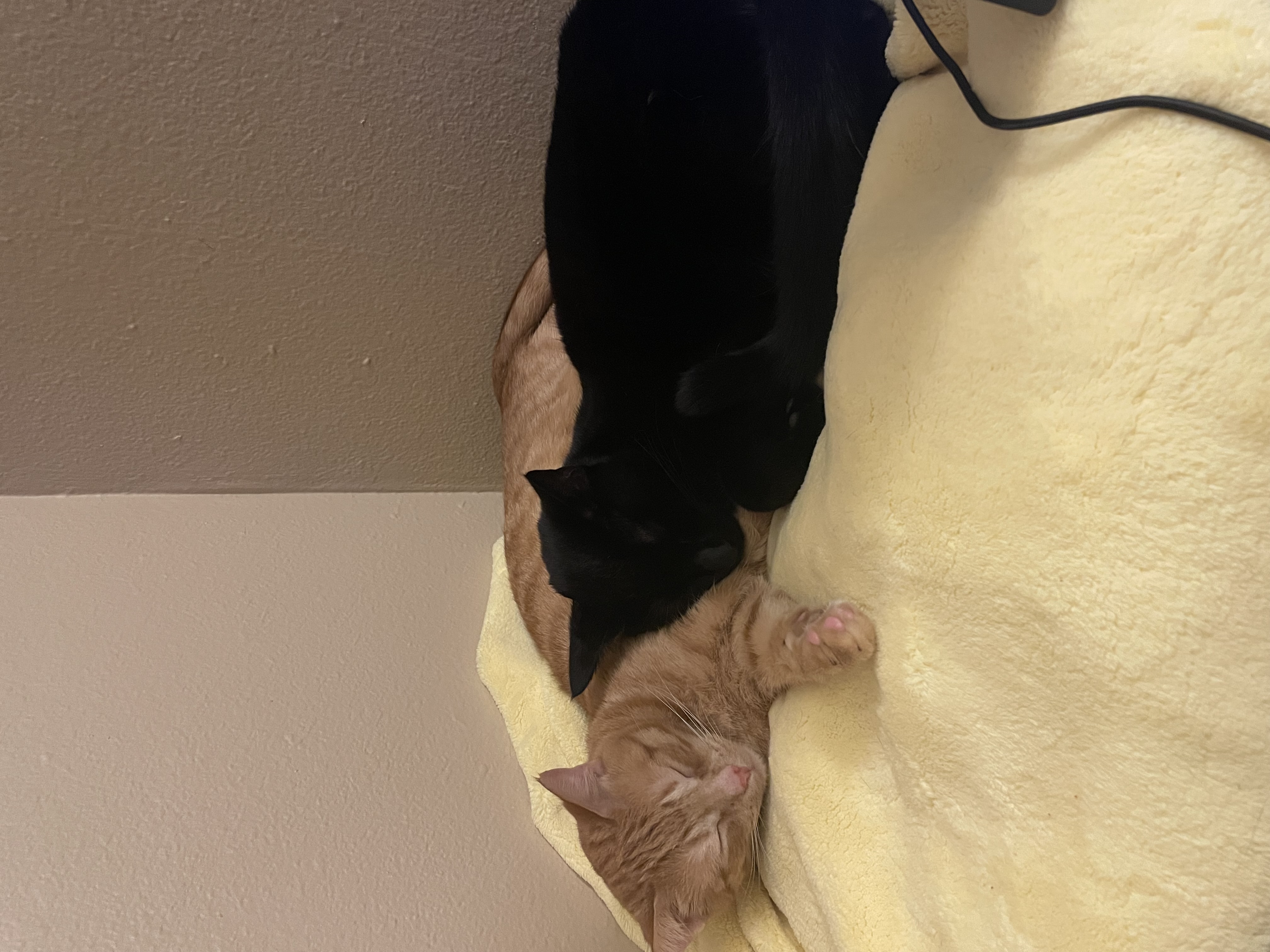 snugglepuddle