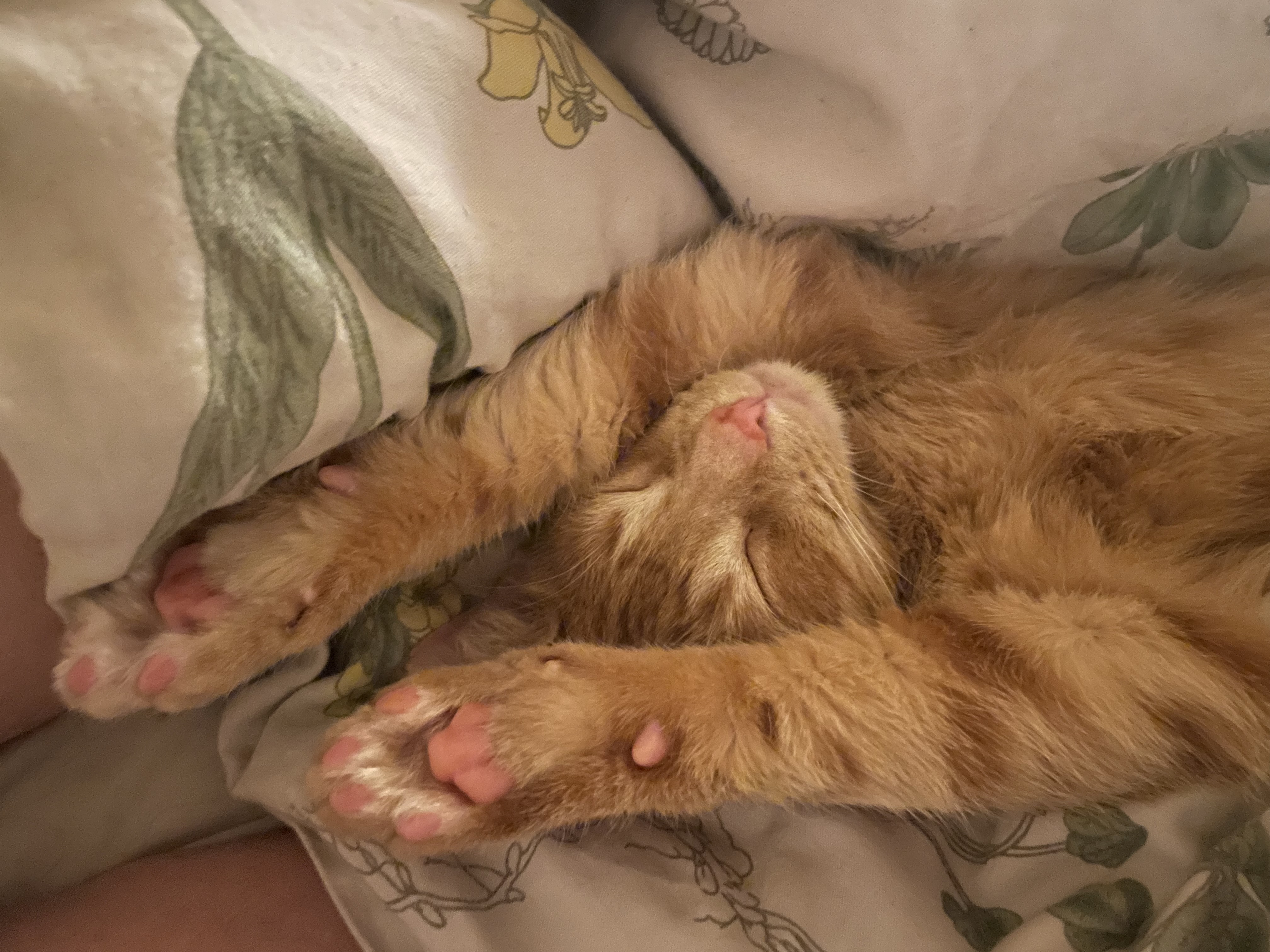 snugglepuddle