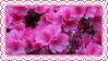 azaleas